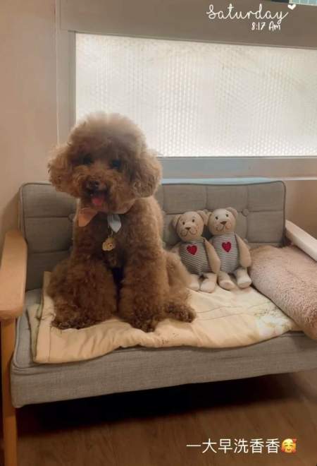 toy poodle tw.jpg